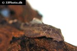 ancistrus pirareta ancistrus pirareta