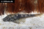 ancistrus pirareta ancistrus pirareta