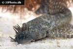 ancistrus pirareta ancistrus pirareta