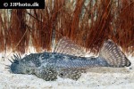 ancistrus pirareta ancistrus pirareta