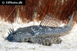 Ancistrus types