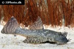 ancistrus pirareta ancistrus pirareta