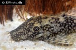 ancistrus pirareta ancistrus pirareta