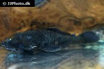 ancistrus ranunculus ancistrus ranunculus
