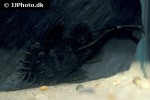 ancistrus ranunculus ancistrus ranunculus
