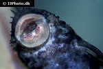 ancistrus ranunculus ancistrus ranunculus