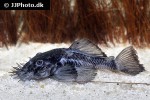 ancistrus ranunculus ancistrus ranunculus