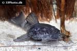 ancistrus ranunculus ancistrus ranunculus