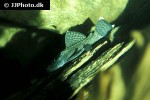 ancistrus species ancistrus species
