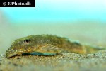 ancistrus species ancistrus species