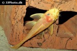 ancistrus species yellow ancistrus species yellow