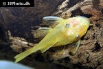 ancistrus species yellow ancistrus species yellow