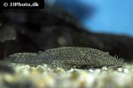ancistrus tamboensis ancistrus tamboensis