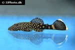 ancistrus taunayi ancistrus taunayi