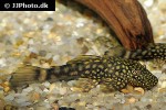 ancistrus taunayi ancistrus taunayi