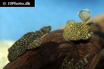 ancistrus taunayi ancistrus taunayi