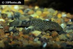 ancistrus taunayi ancistrus taunayi