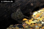 ancistrus taunayi ancistrus taunayi