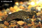 ancistrus taunayi ancistrus taunayi