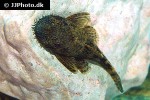 ancistrus triradiatus ancistrus triradiatus