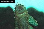 ancistrus triradiatus ancistrus triradiatus