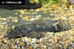 ancistrus triradiatus ancistrus triradiatus