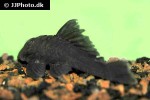 baryancistrus beggini baryancistrus beggini