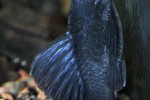 baryancistrus beggini baryancistrus beggini