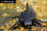 baryancistrus beggini baryancistrus beggini