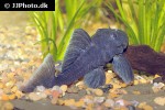 baryancistrus beggini baryancistrus beggini