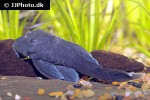 baryancistrus beggini baryancistrus beggini
