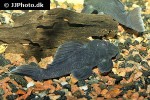 baryancistrus beggini baryancistrus beggini