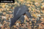 baryancistrus beggini baryancistrus beggini