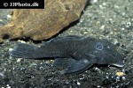 baryancistrus beggini baryancistrus beggini