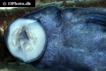 baryancistrus beggini baryancistrus beggini