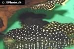 baryancistrus cf niveatus baryancistrus cf niveatus