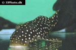 baryancistrus cf niveatus baryancistrus cf niveatus