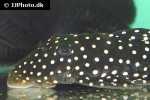 baryancistrus cf niveatus baryancistrus cf niveatus