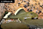 baryancistrus chrysolomus baryancistrus chrysolomus