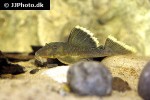 baryancistrus chrysolomus baryancistrus chrysolomus