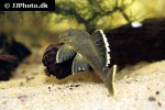 baryancistrus chrysolomus baryancistrus chrysolomus