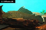 baryancistrus chrysolomus baryancistrus chrysolomus