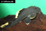 baryancistrus chrysolomus baryancistrus chrysolomus