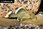 baryancistrus chrysolomus baryancistrus chrysolomus