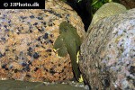 baryancistrus chrysolomus baryancistrus chrysolomus