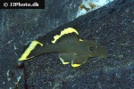 baryancistrus chrysolomus baryancistrus chrysolomus
