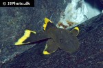 baryancistrus chrysolomus baryancistrus chrysolomus