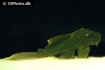 baryancistrus demantoides baryancistrus demantoides