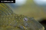 baryancistrus demantoides baryancistrus demantoides