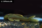 baryancistrus demantoides baryancistrus demantoides